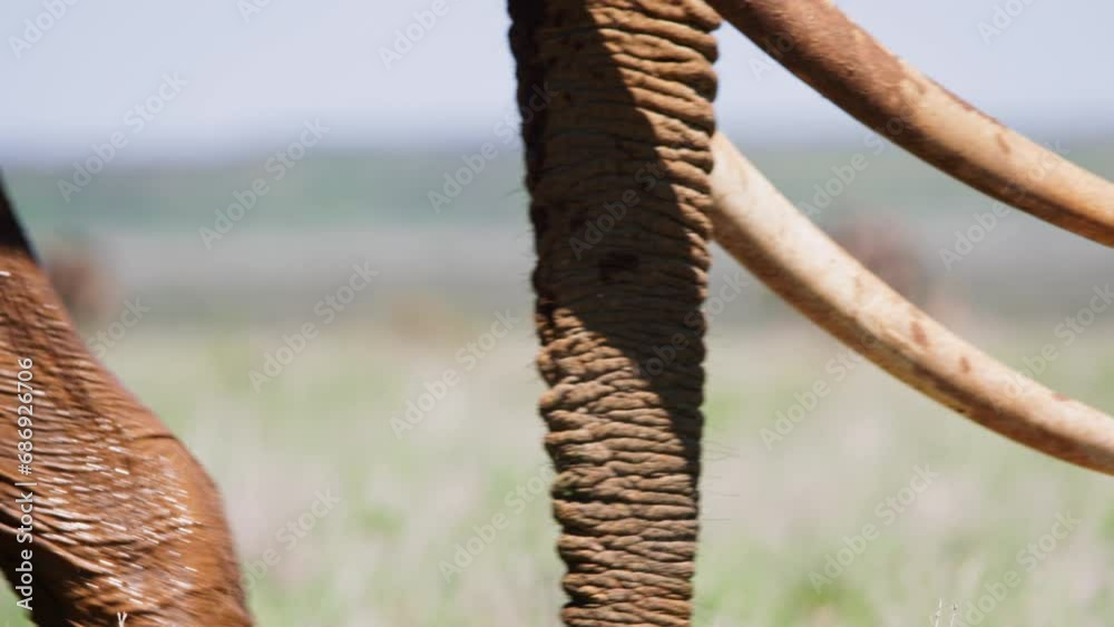 Close up of an african elephant's (Loxodonta africana) tusk as it feeds during the morning in Africa. Close up of an african elephant's (Loxodonta africana) tusk as it feeds during the morning in Africa.