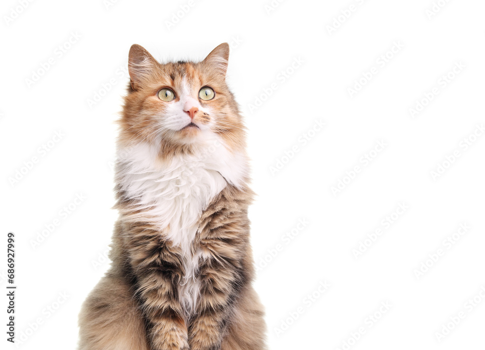 Obraz premium Isolated calico cat looking up with intense eyes. Cute curious long hair kitty cat waiting for food or watching something. Female calico or torbie cat. White background. Selective focus.