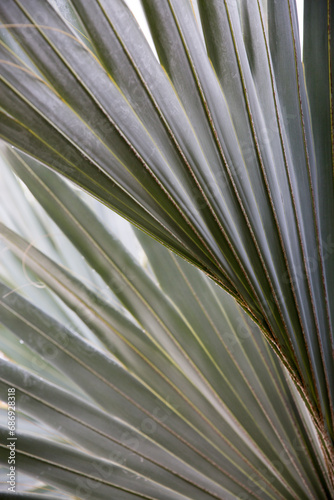 Artistic textured patterns of green palm tree leaves and agave plants  photo