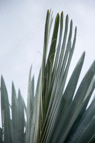 Artistic textured patterns of green palm tree leaves and agave plants 