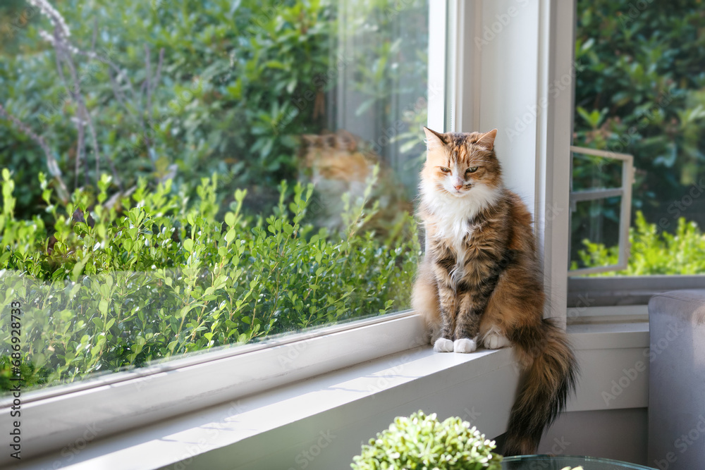 Happy cat sitting relaxed on window sill in front of defocused foliage on a sunny day. Cute fluffy calico kitty enjoying the sunny day. Mental enrichment for indoor cats. Selective focus.