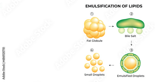 Emulsification of Lipids Science Design Vector Illustration photo