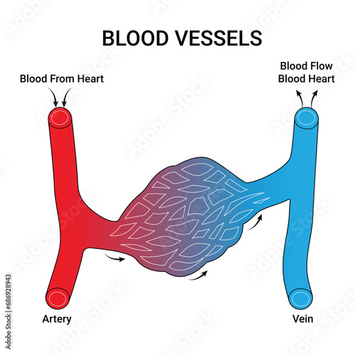 Blood Vessels Science Design Vector Illustration Diagram