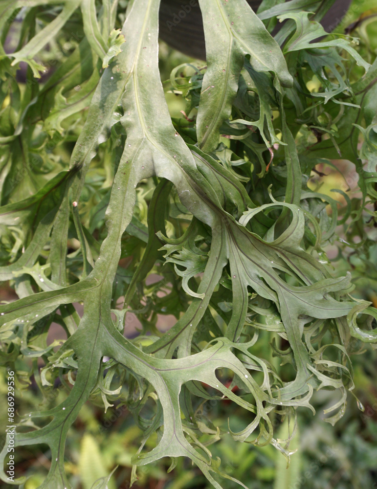 the texture of green Microsorum punctatum leaves in nature. the texture of green Microsorum punctatum leaves in nature.