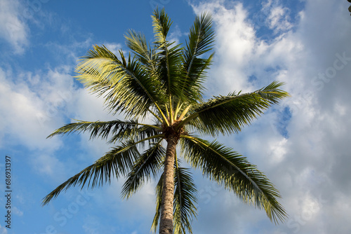 Palm tree in the sunny blue sky