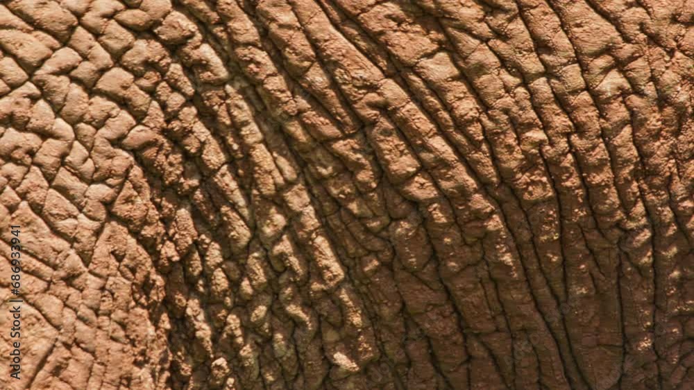 Close up pan shot of an african elephant's (Loxodonta africana) skin filled with dry mud during the morning in Africa. Close up pan shot of an african elephant's (Loxodonta africana) skin filled with dry mud during the morning in Africa.
