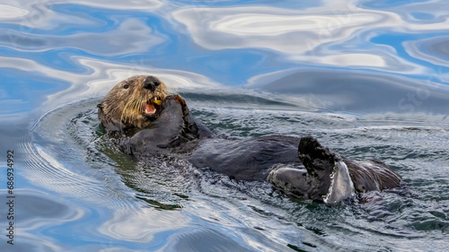 An Otter in the water out in Monterey Bay CA