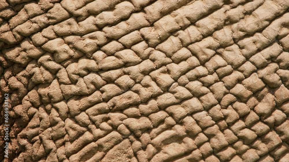 Extreme close up of an african elephant's (Loxodonta africana) skin during the morning in Africa. Extreme close up of an african elephant's (Loxodonta africana) skin during the morning in Africa.