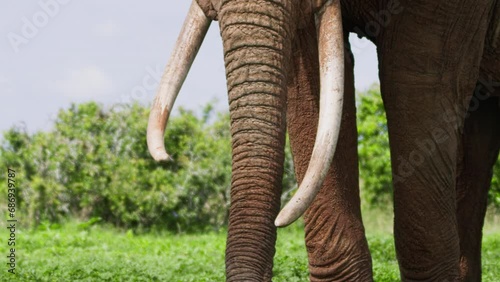 Close up of an african elephant's (Loxodonta africana) tusks and trunk while it is grazing during the morning in Africa. photo