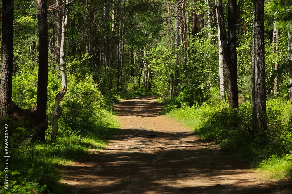Fototapeta premium In the remote Siberian taiga near Lake Baikal.