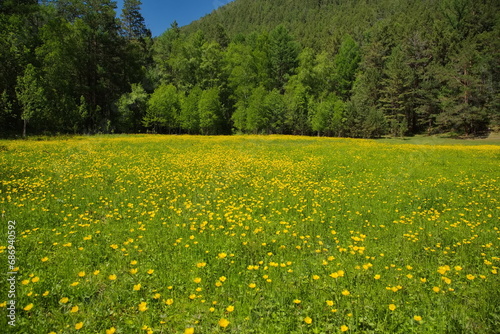 In the remote Siberian taiga near Lake Baikal.