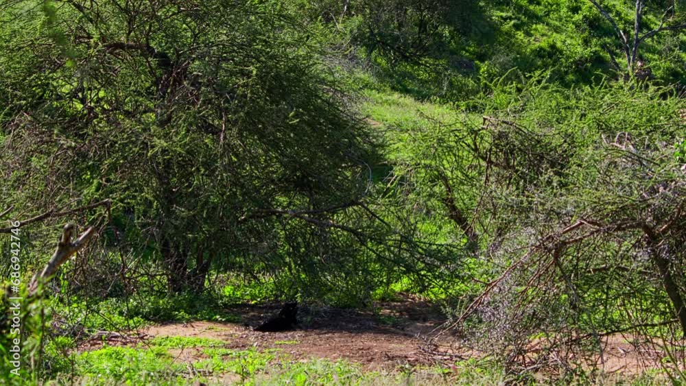 Long lens wide shot of a black leopard (Panthera pardus) camouflaging under the shade of a thorny bush during the morning in Africa. Long lens wide shot of a black leopard (Panthera pardus) camouflaging under the shade of a thorny bush during the morning in Africa.