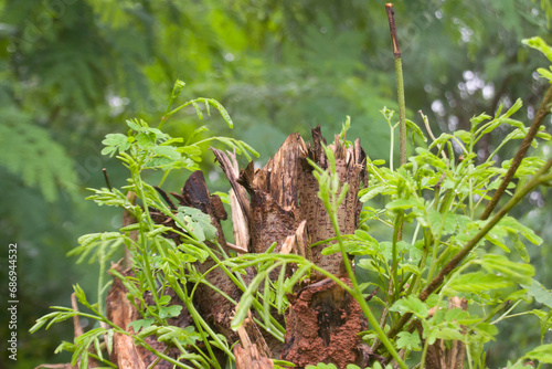 Broken tree trunk in the forest