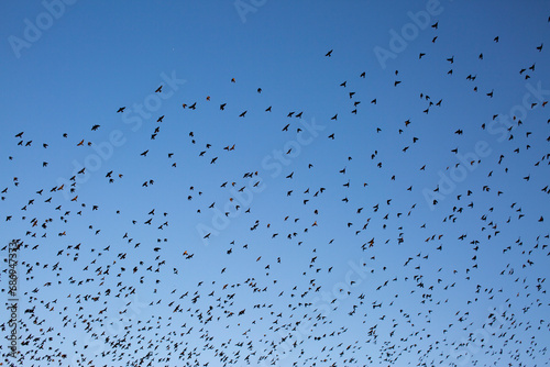 Murmuration flock of birds fly in the blue sky  photo