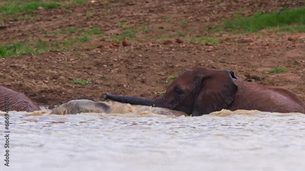 Wide shot of a herd of elephants (Loxodonta africana) playing inside a dam during the morning in Africa. Wide shot of a herd of elephants (Loxodonta africana) playing inside a dam during the morning in Africa.