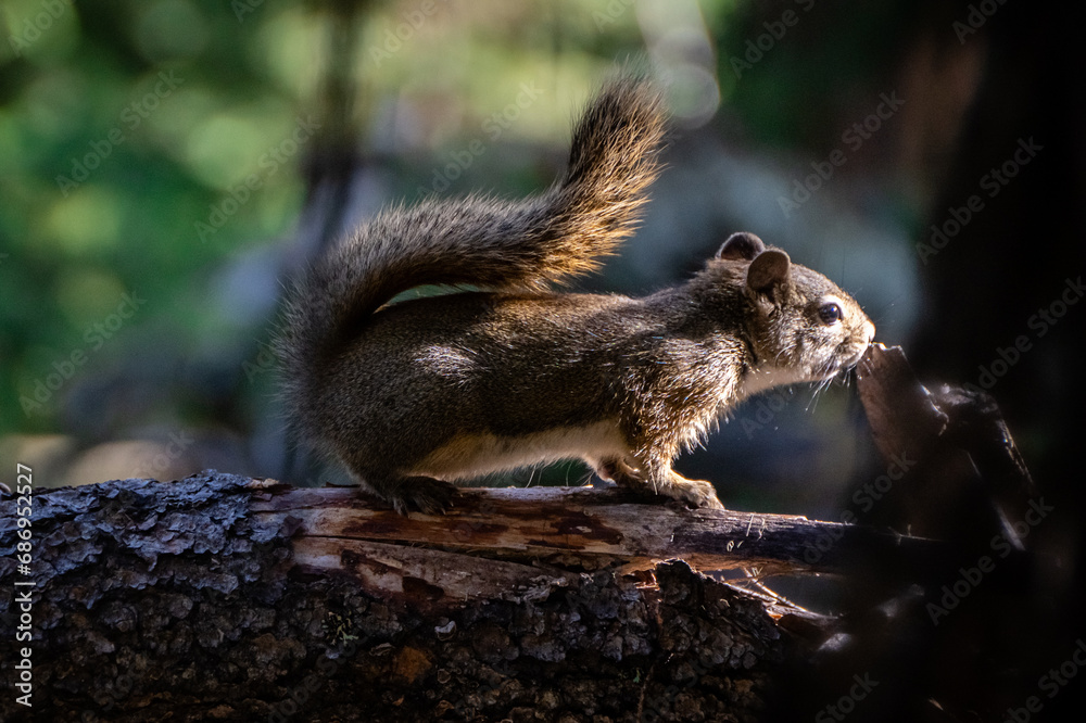 Obraz premium Squirrel on a Log
