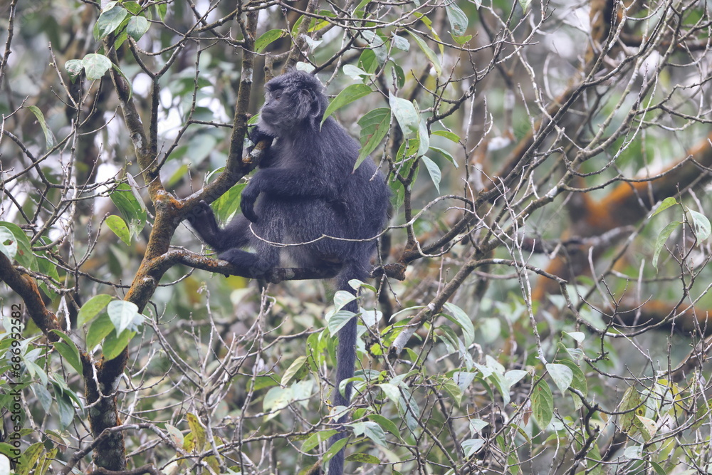 East Javan langur (Trachypithecus auratus), also known as the ebony ...