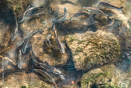 Bait fish swim under the waters surface