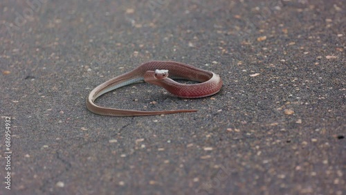 A red lip Harald snake on the road photo