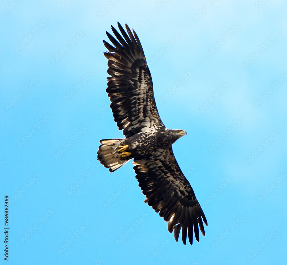 Naklejka premium eagle in flight