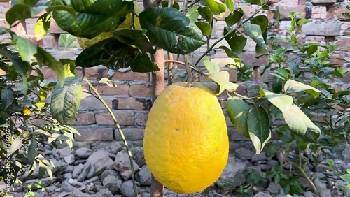 Ripe yellow galgal hill lemon fruit hanging from a small tree photo