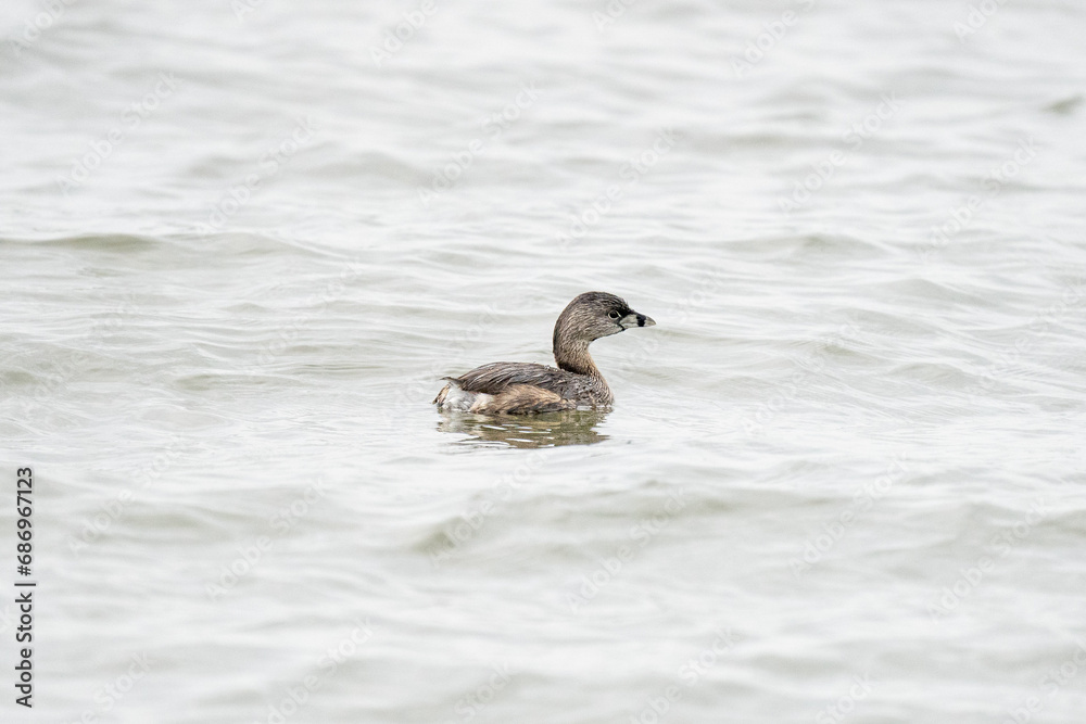 A diver duck floats in the waves A diver duck floats in the waves
