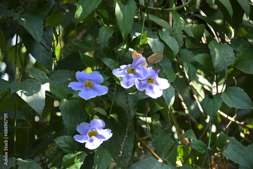 Monte Verde Costa Rica Natur Umwelt Mittelamerika Regenwald