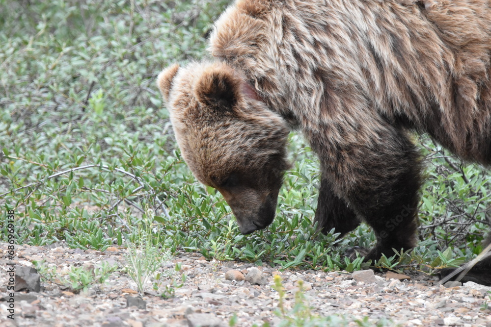 Wild Brown Bear in Denali National Park Wild Brown Bear in Denali National Park
