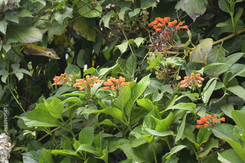 Monte Verde Costa Rica Mittelamerika Regenwald Exoten Pflanzen Natur Umwelt