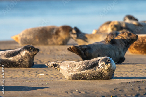 Les phoques de la côte Picarde (Baie de Somme et côte d'Opale)