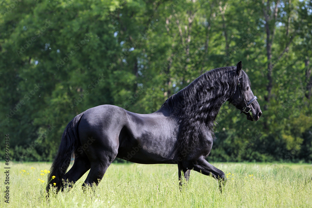 Dressage friesian horse portrait in outdoor Dressage friesian horse portrait in outdoor