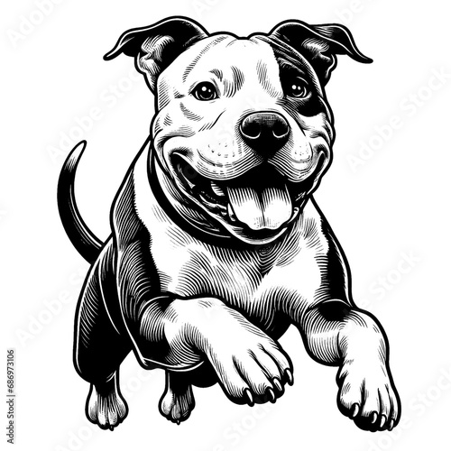 Happy Pit Bull Terrier jumping. Hand Drawn Pen and Ink. Vector Isolated in White. Engraving vintage style illustration for print, tattoo, t-shirt, sticker photo