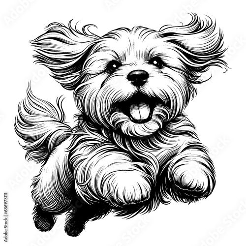 Happy shih tzu dog jumping. Hand Drawn Pen and Ink. Vector Isolated in White. Engraving vintage style illustration for print, tattoo, t-shirt, sticker