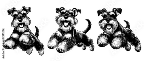 Set of happy schnauzer dogs jumping. Hand Drawn Pen and Ink. Vector Isolated in White. Engraving vintage style illustration for print, tattoo, t-shirt, sticker photo