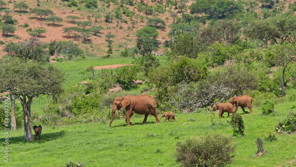 Long lens of a family of elephants (Loxodonta africana) walking towards shade at noon in Africa. Long lens of a family of elephants (Loxodonta africana) walking towards shade at noon in Africa.