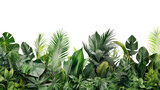 Tropical plant leaves create a beautiful border on a transparent background. Isolated.