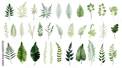 Set of beautiful tropical leaves exotic tropical leaves Perfect for holiday decorations, greeting cards, brochures or posters on a transparent background. Isolated.