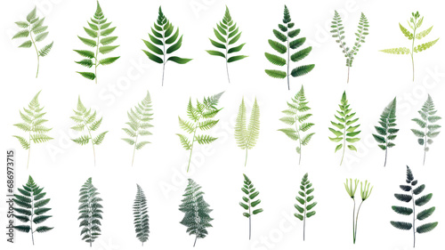 Set of beautiful tropical leaves exotic tropical leaves Perfect for holiday decorations, greeting cards, brochures or posters on a transparent background. Isolated.