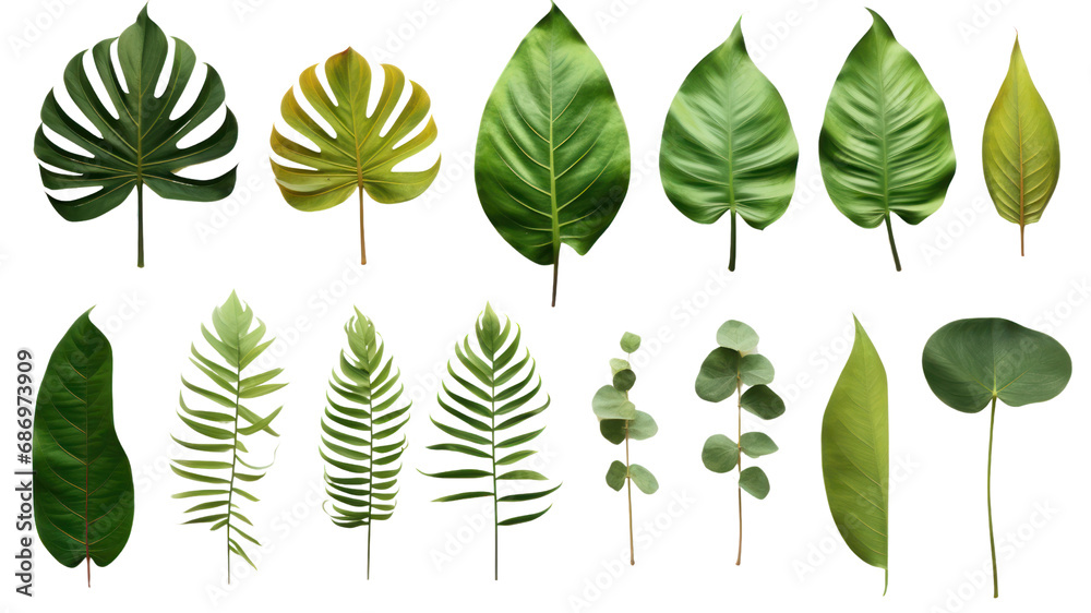 Fototapeta premium Set of beautiful tropical leaves exotic tropical leaves Perfect for holiday decorations, greeting cards, brochures or posters on a transparent background. Isolated.