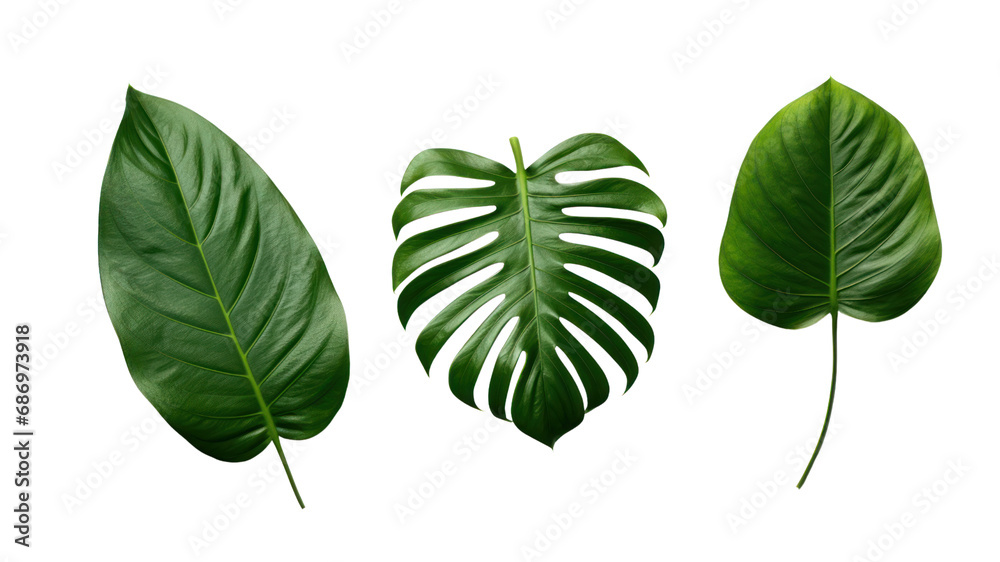 Set of beautiful tropical leaves exotic tropical leaves Perfect for holiday decorations, greeting cards, brochures or posters on a transparent background. Isolated. Set of beautiful tropical leaves exotic tropical leaves Perfect for holiday decorations, greeting cards, brochures or posters on a transparent background. Isolated.