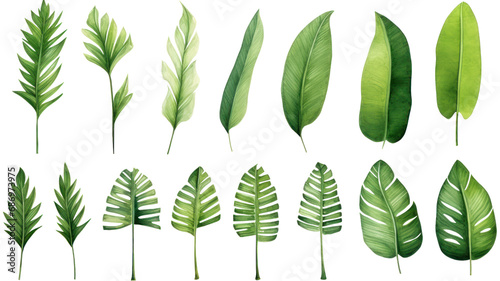 Set of beautiful tropical leaves exotic tropical leaves Perfect for holiday decorations, greeting cards, brochures or posters on a transparent background. Isolated.