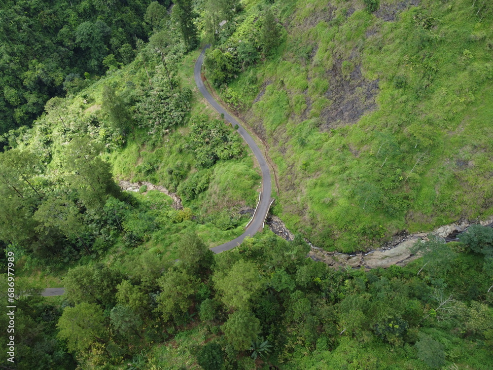 view of the forest