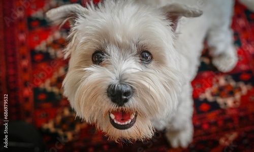 High resolution beautiful close up portrait of a female west highland white terrier- Israel