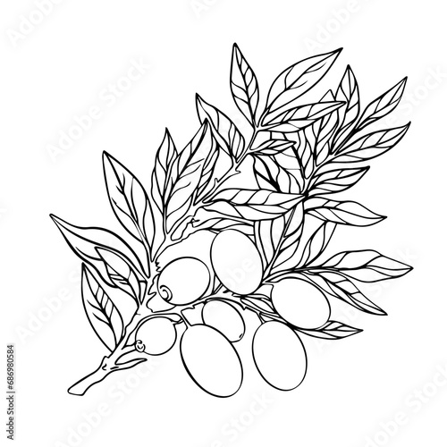 Illustration of olives. The outline of the shit of olives on a white background for coloring