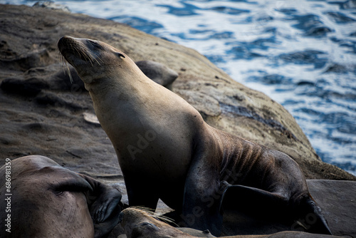 Sea Lion feeling pretty sleepy