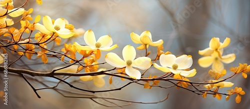 Late winter flower blooming  Cornus mas  yellow blossoms.