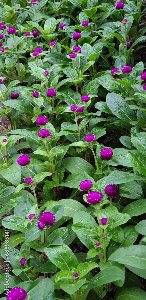 변치 않는 사랑, 매혹의 꽃말을 가진 신비로운 천일홍 - Globe amaranth