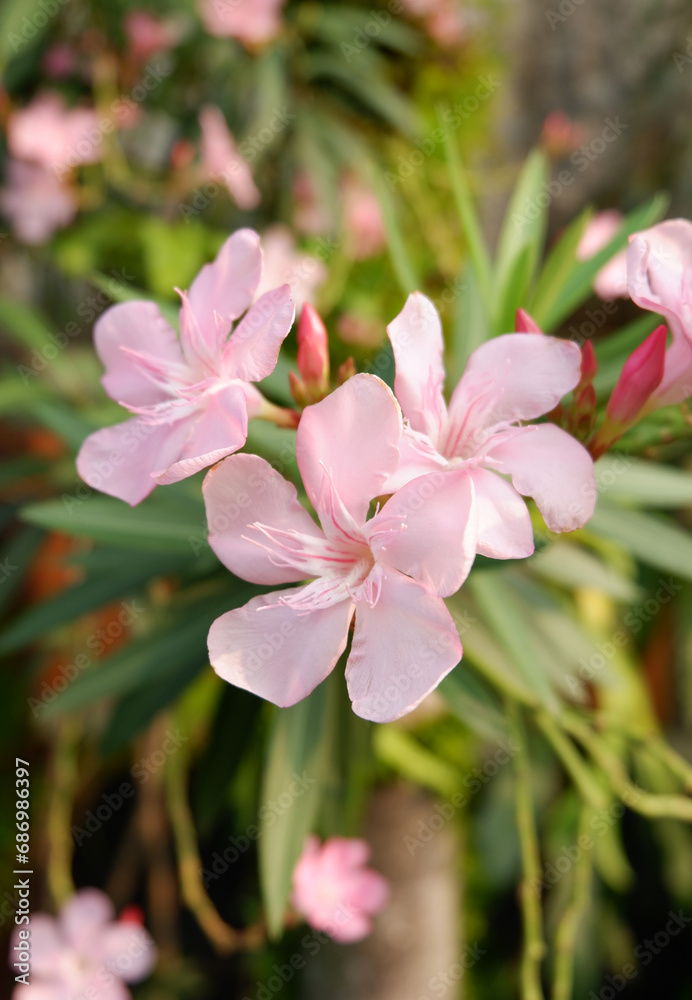 Closeup beautiful light pink of nerium oleander flower