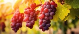 Ripe grapes on a vine, with red and green bunches and leaves. Harvesting in winery industry, seasonal fruits in countryside garden. Healthy, natural food.