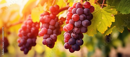 Ripe grapes on a vine, with red and green bunches and leaves. Harvesting in winery industry, seasonal fruits in countryside garden. Healthy, natural food.